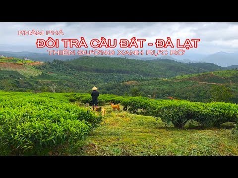 THĂM QUAN ĐỒI TRÀ VÀ THƯỞNG THỨC ĐẶC SẢN ĐÀ LẠT